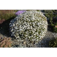 Kategorie <b>Produkt nicht gewünscht </b> - Kalimeris incisa 'Madiva' ca. 9x9 cm Topf (Wuchs jahreszeitlich)