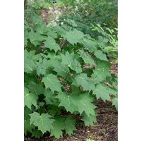 Stauden - Kirengeshoma palmata 2-3 Liter Container (Wuchs jahreszeitlich)