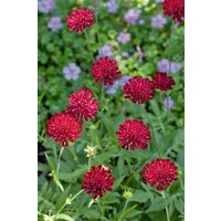 Kategorie <b>Stauden </b> - Knautia macedonica ca. 9x9 cm Topf (Wuchs jahreszeitlich)