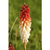 Kategorie <b>Produkt nicht gewünscht </b> - Kniphofia uvaria 'Flamenco' ca. 9x9 cm Topf (Wuchs jahreszeitlich)