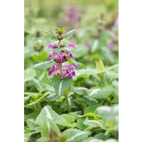 Kategorie <b>Stauden </b> - Lamium maculatum 'Chequers' ca. 9x9 cm Topf (Wuchs jahreszeitlich)