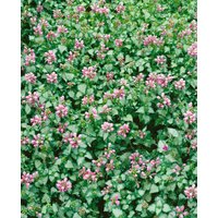 Kategorie <b>Stauden </b> - Lamium maculatum 'Pink Pewter' ca. 9x9 cm Topf (Wuchs jahreszeitlich)