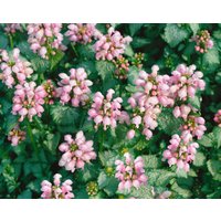 Kategorie <b>Produkt nicht gewünscht </b> - Lamium maculatum 'Shell Pink' ca. 9x9 cm Topf (Wuchs jahreszeitlich)