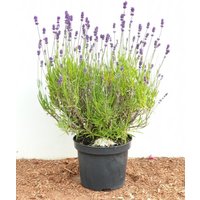 Kategorie <b>Produkt nicht gewünscht </b> - Lavandula angustifolia 2 Liter Container (Wuchs jahreszeitlich)
