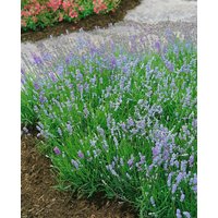 Kategorie <b>Produkt nicht gewünscht </b> - Lavandula angustifolia 'Blue Cushion' -R- ca. 9x9 cm Topf (Wuchs jahreszeitlich)