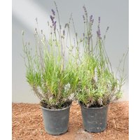 Kategorie <b>Stauden </b> - Lavandula angustifolia 'Hidcote Blue' ca. 9x9 cm Topf (Wuchs jahreszeitlich)