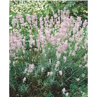 Kategorie <b>Produkt nicht gewünscht </b> - Lavandula angustifolia 'Hidcote Pink' ca. 9x9 cm Topf (Wuchs jahreszeitlich)