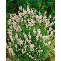Kategorie <b>Produkt nicht gewünscht </b> - Lavandula angustifolia 'Rosea' ca. 9x9 cm Topf (Wuchs jahreszeitlich)