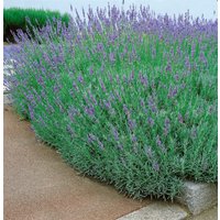 Kategorie <b>Produkt nicht gewünscht </b> - Lavandula x intermedia 'Dutch' ca. 9x9 cm Topf (Wuchs jahreszeitlich)