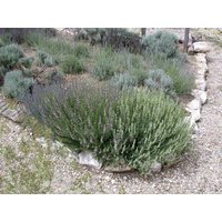 Kategorie <b>Produkt nicht gewünscht </b> - Lavandula x intermedia 'Grappenhall' ca. 9x9 cm Topf (Wuchs jahreszeitlich)