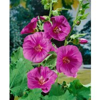 Kategorie <b>Produkt nicht gewünscht </b> - Lavatera x olbia 'Bredon Springs' ca. 11x11 cm Topf (Wuchs jahreszeitlich)