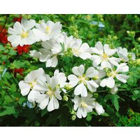 Kategorie <b>Produkt nicht gewünscht </b> - Lavatera x olbia 'White Angel' ca. 11x11 cm Topf (Wuchs jahreszeitlich)