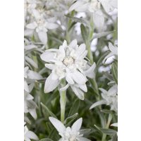 Kategorie <b>Produkt nicht gewünscht </b> - Leontopodium alpinum ca. 9x9 cm Topf (Wuchs jahreszeitlich)