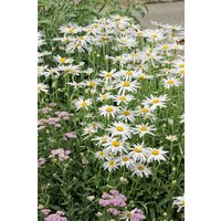 Kategorie <b>Produkt nicht gewünscht </b> - Leucanthemum x superb.'Alaska', gen. ca. 9x9 cm Topf (Wuchs jahreszeitlich)