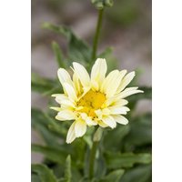 Kategorie <b>Produkt nicht gewünscht </b> - Leucanthemum x superb.'Banana Cream' ca. 9x9 cm Topf (Wuchs jahreszeitlich)