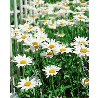 Kategorie <b>Produkt nicht gewünscht </b> - Leucanthemum x superb.'Becky' ca. 9x9 cm Topf (Wuchs jahreszeitlich)