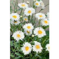 Kategorie <b>Produkt nicht gewünscht </b> - Leucanthemum x superb.'Snehurka' ca. 9x9 cm Topf (Wuchs jahreszeitlich)