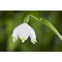 Stauden - Leucojum vernum ca. 9x9 cm Topf (Wuchs jahreszeitlich)