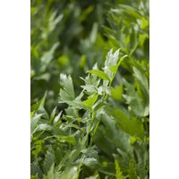 Kategorie <b>Produkt nicht gewünscht </b> - Levisticum officinale ca. 9x9 cm Topf (Wuchs jahreszeitlich)