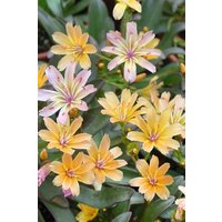 Kategorie <b>Stauden </b> - Lewisia longipetala 'Little Peach' ca. 9x9 cm Topf (Wuchs jahreszeitlich)