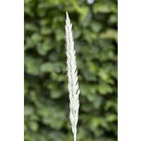 Kategorie <b>Produkt nicht gewünscht </b> - Leymus arenarius 'Blue Dune' ca. 9x9 cm Topf (Wuchs jahreszeitlich)