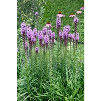 Kategorie <b>Produkt nicht gewünscht </b> - Liatris spicata 'Floristan Violett' ca. 9x9 cm Topf (Wuchs jahreszeitlich)