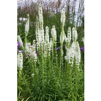 Kategorie <b>Produkt nicht gewünscht </b> - Liatris spicata 'Floristan Weiß' ca. 9x9 cm Topf (Wuchs jahreszeitlich)