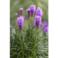 Kategorie <b>Produkt nicht gewünscht </b> - Liatris spicata 'Kobold' ca. 9x9 cm Topf (Wuchs jahreszeitlich)