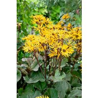 Stauden - Ligularia dent.'Britt-Marie Crawford' -R- ca. 11x11 cm Topf (Wuchs jahreszeitlich)