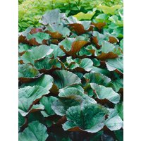 Kategorie <b>Stauden </b> - Ligularia dentata 'Desdemona' ca. 11x11 cm Topf (Wuchs jahreszeitlich)