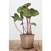 Kategorie <b>Produkt nicht gewünscht </b> - Ligularia dentata 'Midnight Lady' ca. 11x11 cm Topf (Wuchs jahreszeitlich)