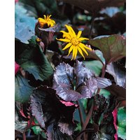 Stauden - Ligularia dentata, dunkellaubig ca. 9x9 cm Topf (Wuchs jahreszeitlich)