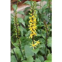 Kategorie <b>Produkt nicht gewünscht </b> - Ligularia stenocephala ca. 11x11 cm Topf (Wuchs jahreszeitlich)