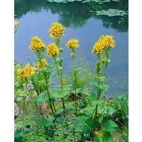 Kategorie <b>Produkt nicht gewünscht </b> - Ligularia x hessei ca. 11x11 cm Topf (Wuchs jahreszeitlich)