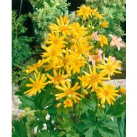 Kategorie <b>Produkt nicht gewünscht </b> - Ligularia x palmatiloba ca. 11x11 cm Topf (Wuchs jahreszeitlich)