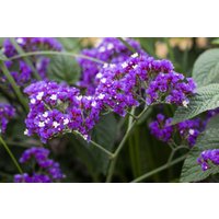 Kategorie <b>Produkt nicht gewünscht </b> - Limonium latifolium ca. 9x9 cm Topf (Wuchs jahreszeitlich)