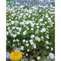 Kategorie <b>Produkt nicht gewünscht </b> - Linum perenne 'Album' ca. 9x9 cm Topf (Wuchs jahreszeitlich)
