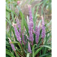 Kategorie <b>Stauden </b> - Liriope muscari 'Big Blue' ca. 11x11 cm Topf (Wuchs jahreszeitlich)