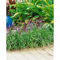 Kategorie <b>Stauden </b> - Liriope muscari 'Evergreen Giant' ca. 9x9 cm Topf (Wuchs jahreszeitlich)