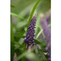 Kategorie <b>Stauden </b> - Liriope muscari 'Royal Purple' ca. 9x9 cm Topf (Wuchs jahreszeitlich)