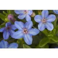 Kategorie <b>Stauden </b> - Lithodora diffusa 'Heavenly Blue' ca. 9x9 cm Topf (Wuchs jahreszeitlich)