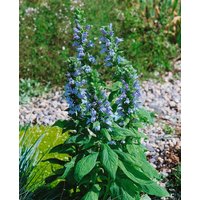 Kategorie <b>Produkt nicht gewünscht </b> - Lobelia siphilitica 'Blaue Auslese' ca. 9x9 cm Topf (Wuchs jahreszeitlich)