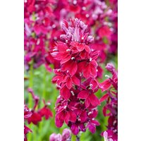 Kategorie <b>Stauden </b> - Lobelia x speciosa 'Fan Burgundy' ca. 9x9 cm Topf (Wuchs jahreszeitlich)