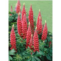 Kategorie <b>Produkt nicht gewünscht </b> - Lupinus polyphyllus 'Edelknabe' ca. 11x11 cm Topf (Wuchs jahreszeitlich)