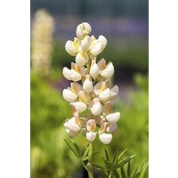 Kategorie <b>Produkt nicht gewünscht </b> - Lupinus polyphyllus 'Kronleuchter' ca. 11x11 cm Topf (Wuchs jahreszeitlich)