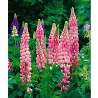 Kategorie <b>Produkt nicht gewünscht </b> - Lupinus polyphyllus 'Schlossfrau' ca. 11x11 cm Topf (Wuchs jahreszeitlich)