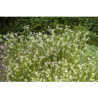 Kategorie <b>Produkt nicht gewünscht </b> - Luzula nivea ca. 9x9 cm Topf (Wuchs jahreszeitlich)