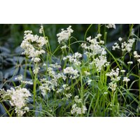 Kategorie <b>Produkt nicht gewünscht </b> - Luzula nivea 'Lucius' ca. 9x9 cm Topf (Wuchs jahreszeitlich)