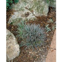 Gräser - Luzula pilosa ca. 9x9 cm Topf (Wuchs jahreszeitlich)