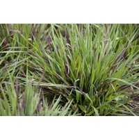 Gräser - Luzula pilosa 'Igel' ca. 9x9 cm Topf (Wuchs jahreszeitlich)